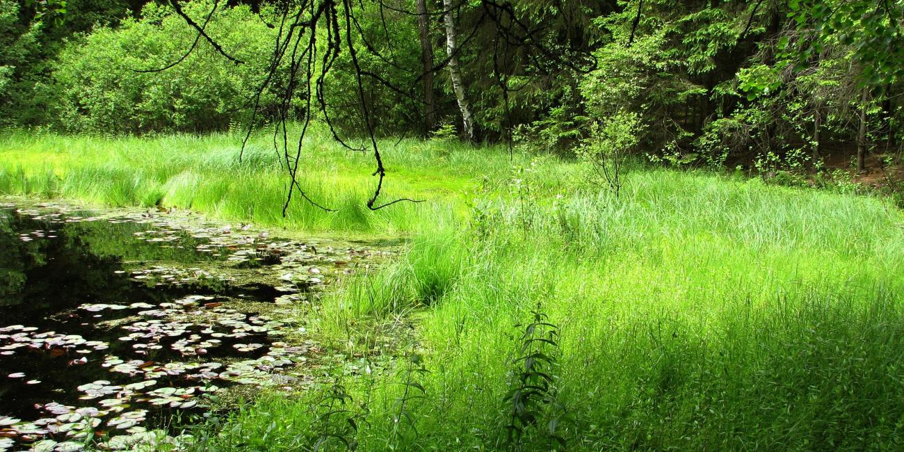 Leknínem porostlá Rosička
